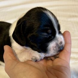 Girl 1 - Blue and white female Beagle puppy in Peyton, Colorado from Bluebonnet Kennels