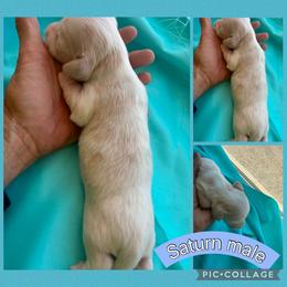 Saturn - Piebald male Dachshund puppy in Elko, Nevada from Willow Creek Acres Dachshunds