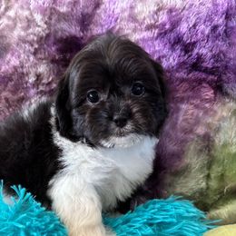 Dolly - Black and white female Shihpoo puppy in Knoxville, Tennessee from Rocky Top Cavapoos