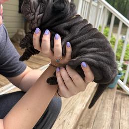 Hera - Black female Chinese Shar-Pei puppy in North Carolina from Amy Mahaffey's Chinese Shar-Pei