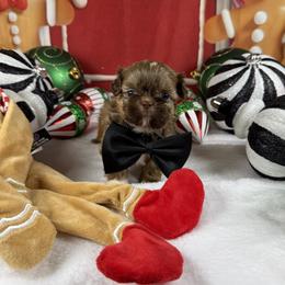 Mack - Liver male Shih Tzu puppy in Columbia, Kentucky from Lisa Bandy Shih Tzu