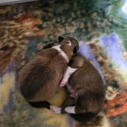Porthos - Sable and white male Shetland Sheepdog puppy in Lake Cumberland Area, Kentucky from Whitehaven Farm Shelties