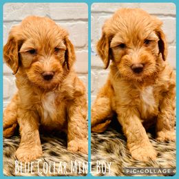 Blue Collar Boy - Apricot male Goldendoodle puppy in San Augustine, Texas from Vintage Doodles