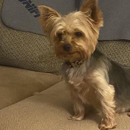 Yorkshire Terriers from Piedmont Yorkies of NC