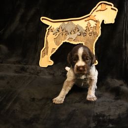 Girl 2 - Brown and gray female Wirehaired Pointing Griffon puppy in Afton, Wisconsin from Daehler's Wirehaired Pointing Griffons