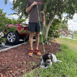 Mateo (gift of God) - Brown roan male Lagotto Romagnolo puppy in Lakeland, Florida from Joyful Heart