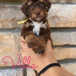 Villa - Phantom male Goldendoodle puppy in Middletown, Ohio from Lady Doodle Farm