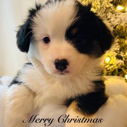 Britton - Black and tan female Pembroke Welsh Corgi puppy in Cashion, Oklahoma from Shabby Chic Corgis