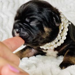 French Bulldog Puppies from Frenchie Paws
