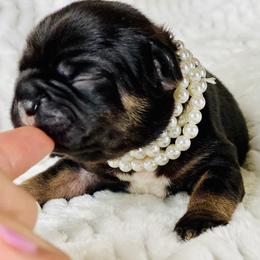 French Bulldog Puppies from Frenchie Paws