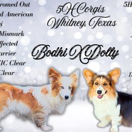 American Corgi puppies from 5H Corgis