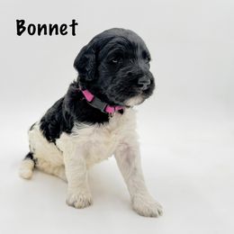 Bonnet - Parti female Goldendoodle puppy in Milford, Pennsylvania from Doodles Are Golden