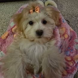 Louis Vuitton - White and tan female Maltese puppy in Ludington, Michigan from OT Maltese & Co