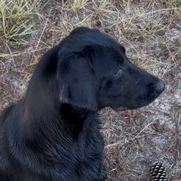 Georgia - Labrador Retriever