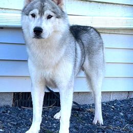 Siberian Husky All Grown Up from Howling Winds Siberians