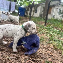 Sage(LUA) - White and liver brown male Dalmatian puppy in Wilson, North Carolina from New Horizonz Dalmatians
