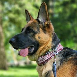 German Shepherd puppies from Vom Eisenwald GSD