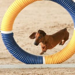 Dachshunds from Von Raab Dachshunds