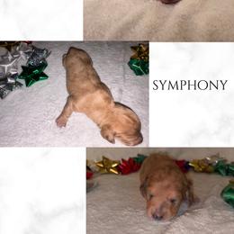Symphony - Dapple female Dachshund puppy in Saint Paul, Minnesota from Vibrant Eyes Doxies