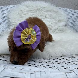 Zuka - Red  female Goldendoodle puppy in Davie, Florida from Daviegoldendoodles