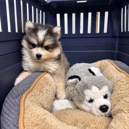 Kobe - Gray and white male Pomsky puppy in La Verne, California from Red Cedar Pomskies