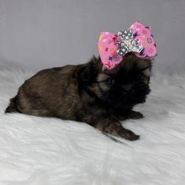 Memphis - Sable female Shih Tzu puppy in Columbia, Kentucky from Lisa Bandy Luxe Shih Tzu