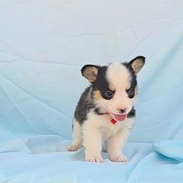 Shania x Wilson Red Collar - Black and tan male Pembroke Welsh Corgi puppy in Grass Valley, California from Triple M Ranch Corgi's