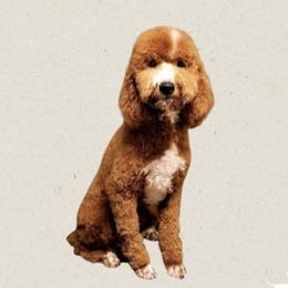 Ace - Goldendoodle