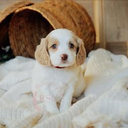 Red girl - Buff and white female Cockapoo puppy in Missoula, Montana from Big Sky Cockapoos