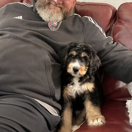 Bernedoodle and Goldendoodle Puppies from Central Texas Doodles
