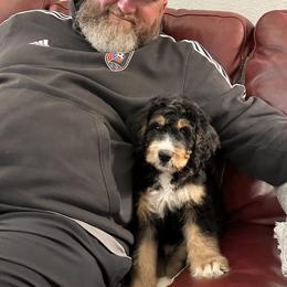Bernedoodle and Goldendoodle Puppies from Central Texas Doodles