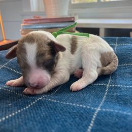 Polly - White and red merle female Bordoodle puppy in Valley Center, California from Circle R Valley Bordoodls