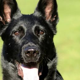 Reagan - German Shepherd
