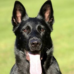 Reagan - German Shepherd