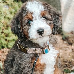 Rizzo - Bernedoodle