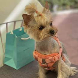 Chanel - Yorkshire Terrier