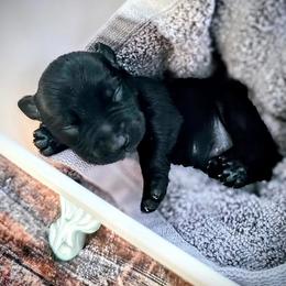 Boy 1 - Black and silver male Miniature Schnauzer puppy in Charlotte, North Carolina from Golden Leaf Kennels LLC