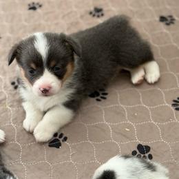 Ira - Bluie Tri - Black and tan male American Corgi puppy in Anderson, California from Flying K Corgis