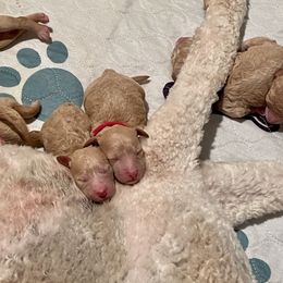 Goldendoodle Puppies from Scout-A-Doodle Doo