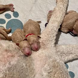 Goldendoodle Puppies from Scout-A-Doodle Doo