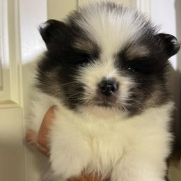 Nora the Big Sister - Black parti female Pomeranian puppy in Jefferson City, Missouri from MJ’s Pomeranians