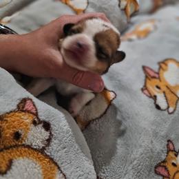 SHERMAN - Sable male Pembroke Welsh Corgi puppy in Pilot Rock, Oregon from L2H Corgi's