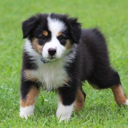 Jenna - Black tri-color female Australian Shepherd puppy in Cookeville, Tennessee from Spring Creek Aussies