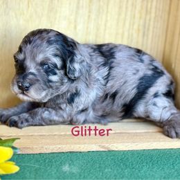 Glitter - Blue merle female Aussiedoodle puppy in Chino Valley, Arizona from BlueZion Aussies