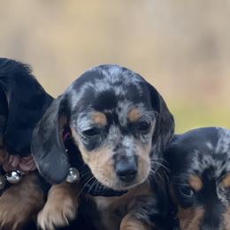 Dottie - Dapple female Dachshund puppy in Choccolocco, Alabama from Ace’s Doxies