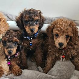 Poodle Puppies from Sankofa Kennel Club