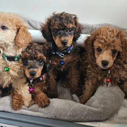 Poodle Puppies from Sankofa Kennel Club