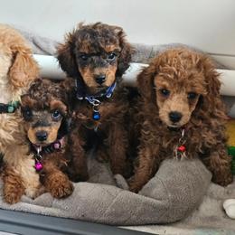 Poodle Puppies from Sankofa Kennel Club
