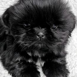 Shih Tzu Puppies from Beirin Breige Shih Tzus