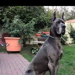 Great Dane Puppies from F&B Kennels